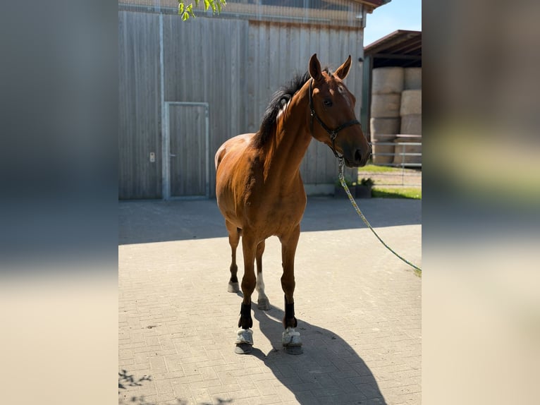 Hanoverian Mare 2 years 16 hh Brown in Gifhorn
