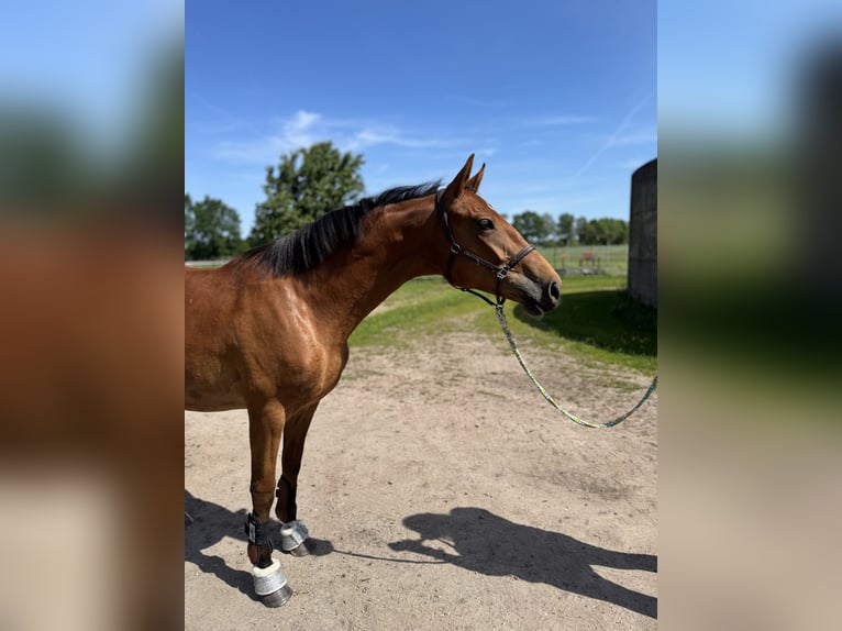 Hanoverian Mare 2 years 16 hh Brown in Gifhorn