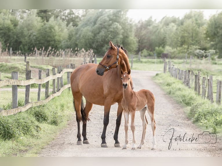 Hanoverian Mare 2 years 16 hh Brown in Gifhorn