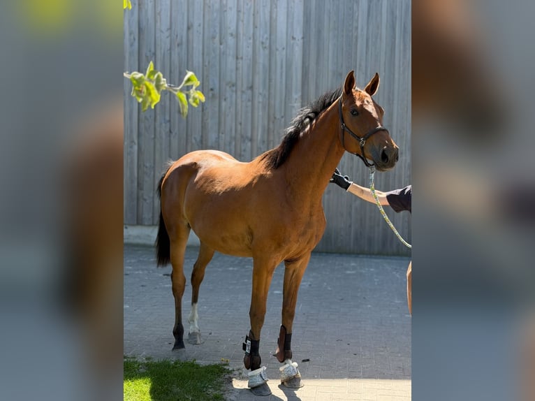 Hanoverian Mare 2 years 16 hh Brown in Gifhorn