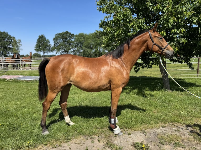 Hanoverian Mare 2 years 16 hh Brown in Gifhorn