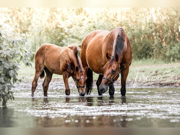 Hanoverian Mare 2 years 16 hh Brown in Gifhorn