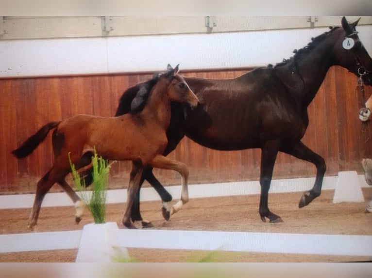 Hanoverian Mare 2 years 16 hh Brown in Heidenrod