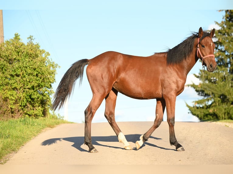 Hanoverian Mix Mare 2 years 16 hh Brown in Radvilonių kel. 17 Karkliniškių k