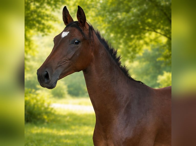 Hanoverian Mare 2 years 16 hh Brown in Moringen