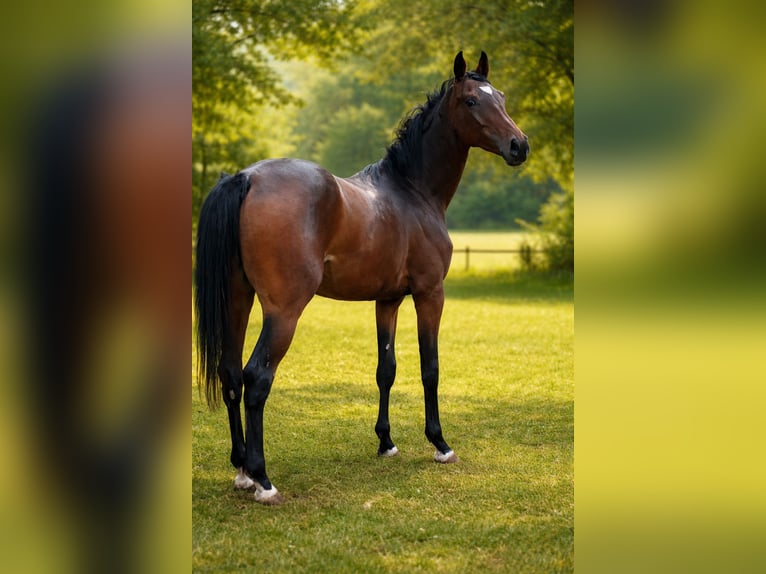 Hanoverian Mare 2 years 16 hh Brown in Moringen
