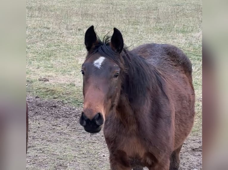 Hanoverian Mare 2 years 16 hh Brown in Babenhausen