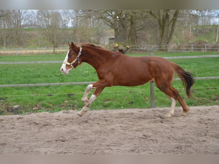 Hanoverian Mare 2 years 16 hh Chestnut in Rastede