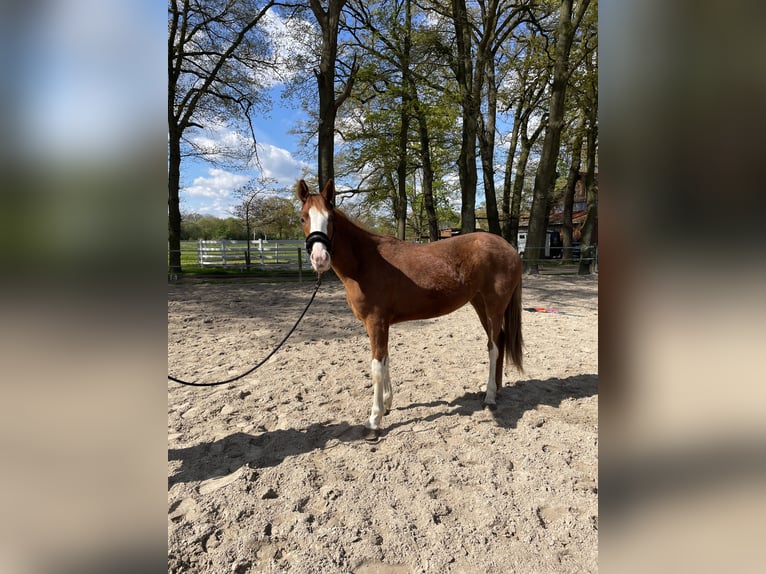 Hanoverian Mare 2 years 16 hh Chestnut in Rastede