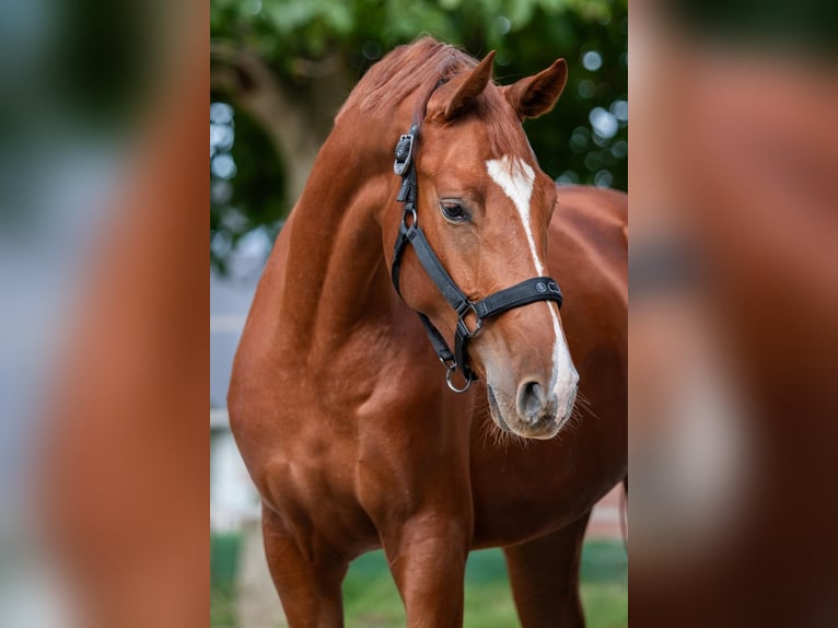 Hanoverian Mare 2 years 16 hh Chestnut-Red in Merkelbeek