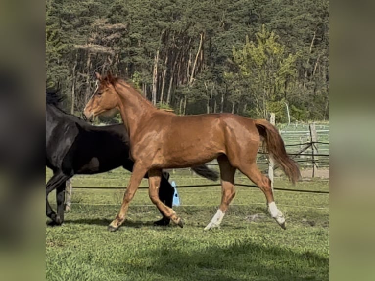 Hanoverian Mare 2 years 16 hh Chestnut-Red in Neustadt