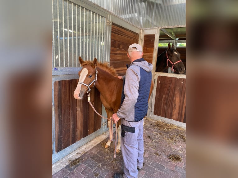 Hanoverian Mare 2 years 16 hh Chestnut-Red in Siegen