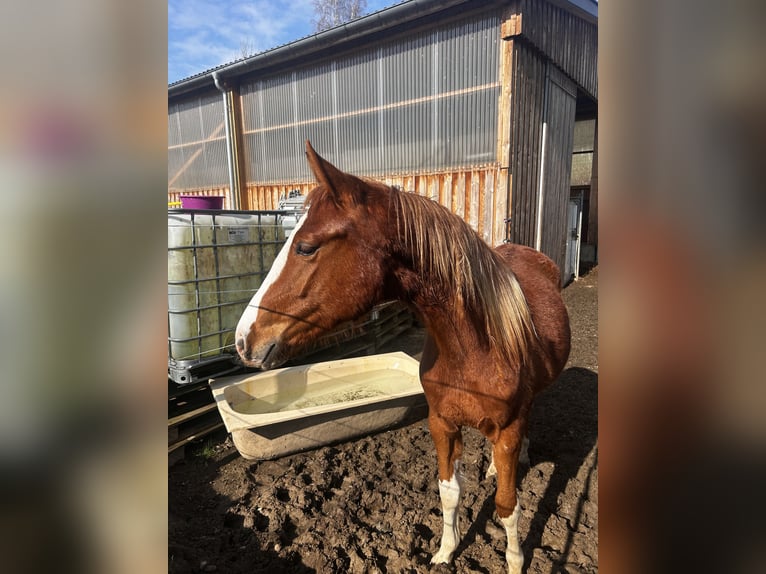 Hanoverian Mare 2 years 16 hh Chestnut-Red in Siegen