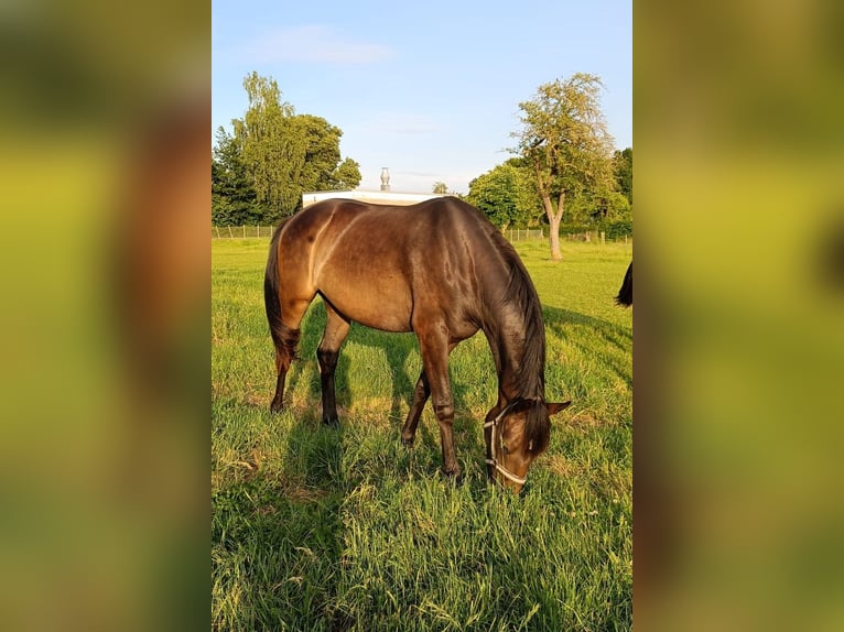 Hanoverian Mare 2 years 16,1 hh Bay-Dark in Rodewald