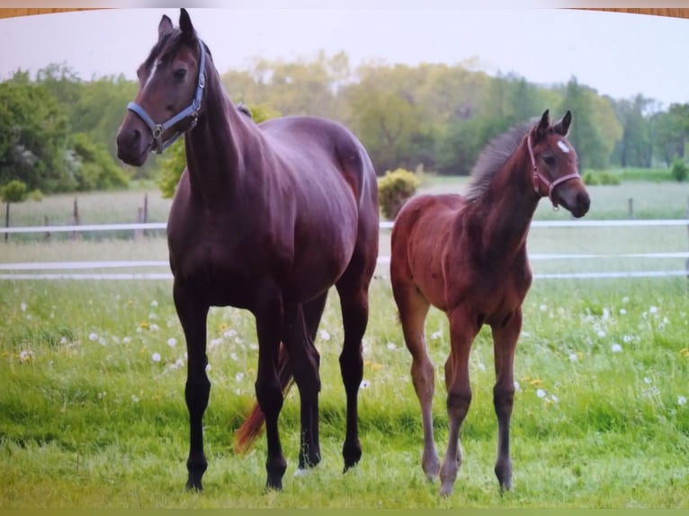 Hanoverian Mare 2 years 16,1 hh Bay-Dark in Rodewald