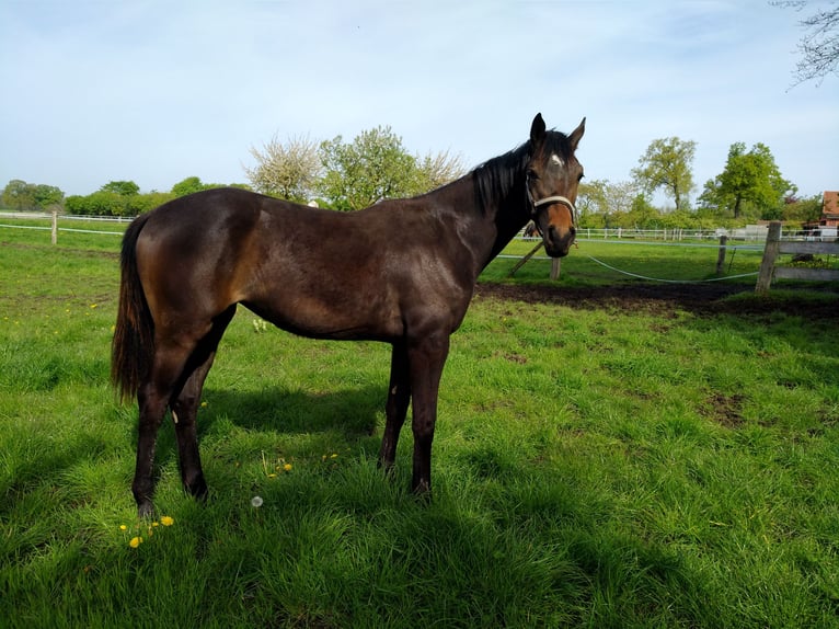 Hanoverian Mare 2 years 16,1 hh Bay-Dark in Rodewald