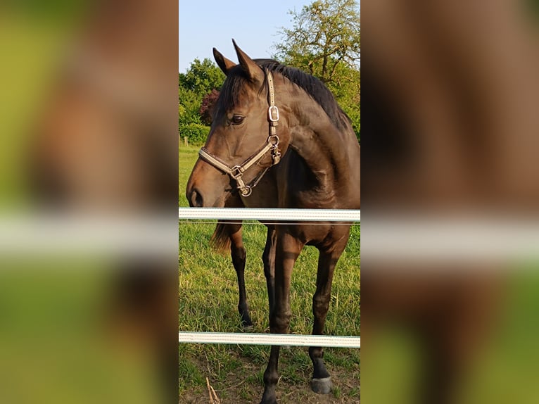 Hanoverian Mare 2 years 16,1 hh Bay-Dark in Rodewald