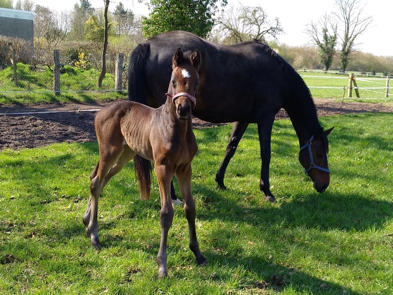 Hanoverian Mare 2 years 16,1 hh Bay-Dark in Rodewald