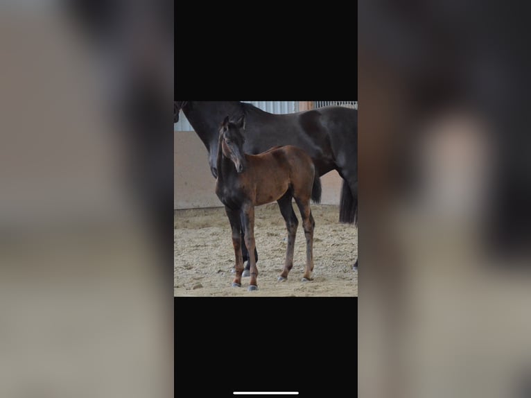 Hanoverian Mare 2 years 16,1 hh Black in Quickborn
