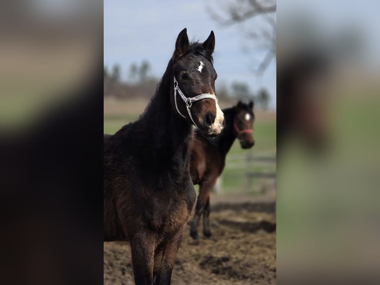 Hanoverian Mare 2 years 16,1 hh Brown in Mansfeld