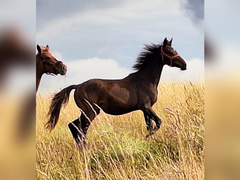Hanoverian Mare 2 years 16,1 hh Brown in Mansfeld