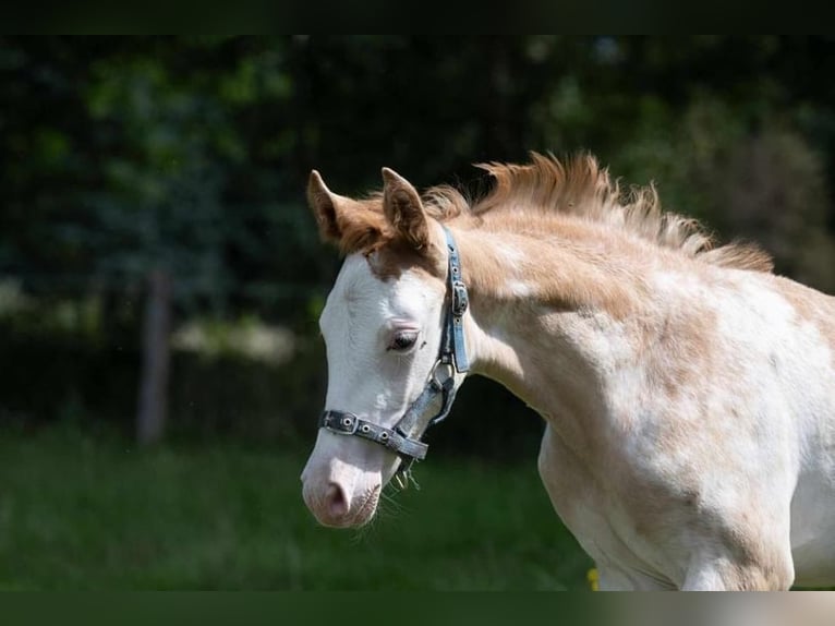 Hanoverian Mare 2 years 16,1 hh in Hamersen
