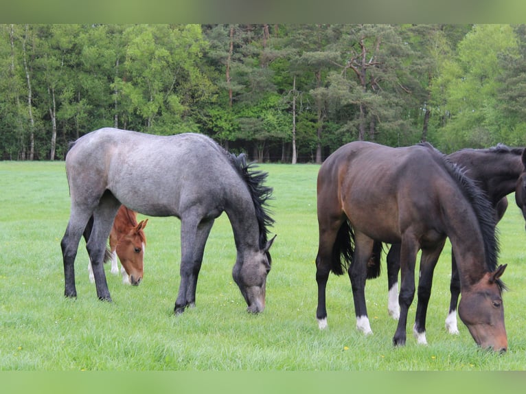 Hanoverian Mare 2 years 16,1 hh Gray in Handeloh