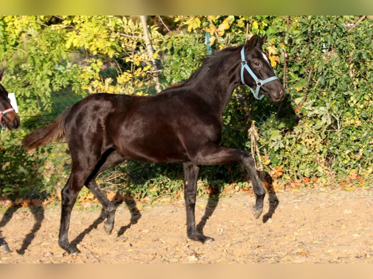 Hanoverian Mare 2 years 16,2 hh Black in Kutenholz