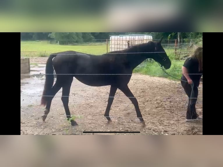 Hanoverian Mare 2 years 16,2 hh Black in Heeslingen