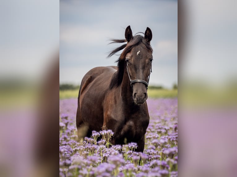 Hanoverian Mare 2 years 16,2 hh Black in Hamburg Marmstorf