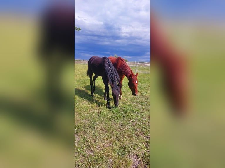 Hanoverian Mare 2 years 16,2 hh Black in Hamburg Marmstorf