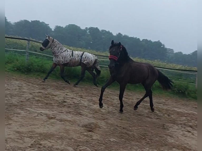 Hanoverian Mare 2 years 16,2 hh Black in Hamburg Marmstorf