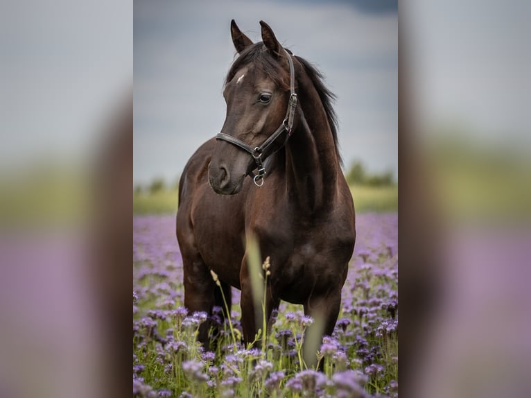 Hanoverian Mare 2 years 16,2 hh Black in Hamburg Marmstorf