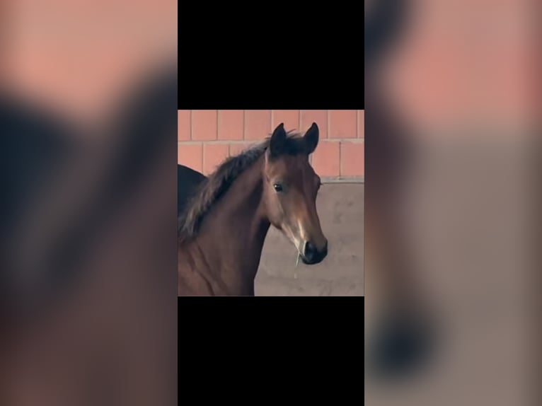 Hanoverian Mare 2 years 16,2 hh Brown in Langwedel