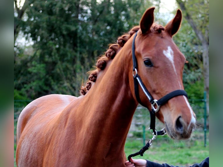 Hanoverian Mare 2 years 16,2 hh Chestnut in Eydelstedt