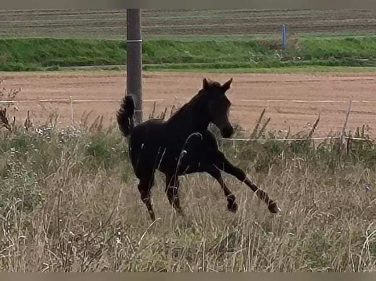 Hanoverian Mare 2 years 16,2 hh Smoky-Black in Mansfeld