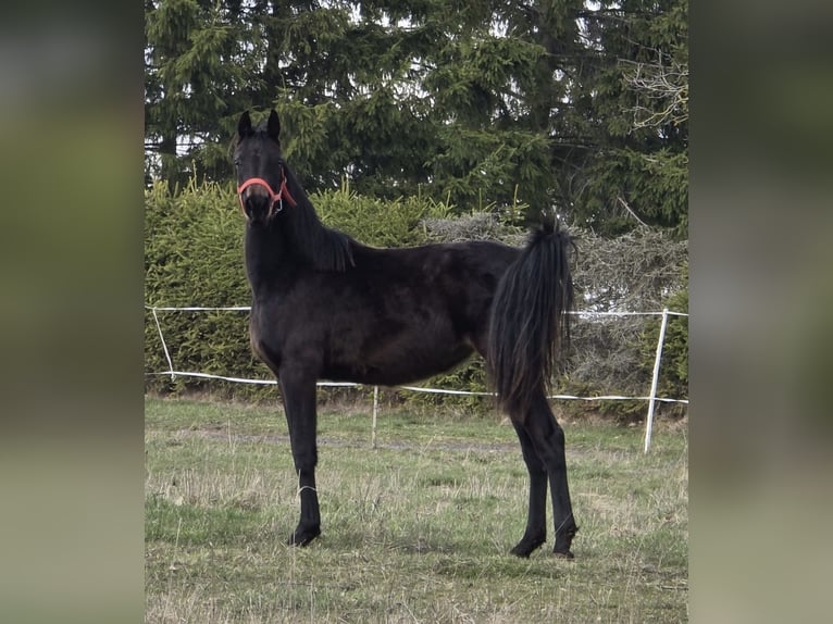 Hanoverian Mare 2 years 16,2 hh Smoky-Black in Mansfeld