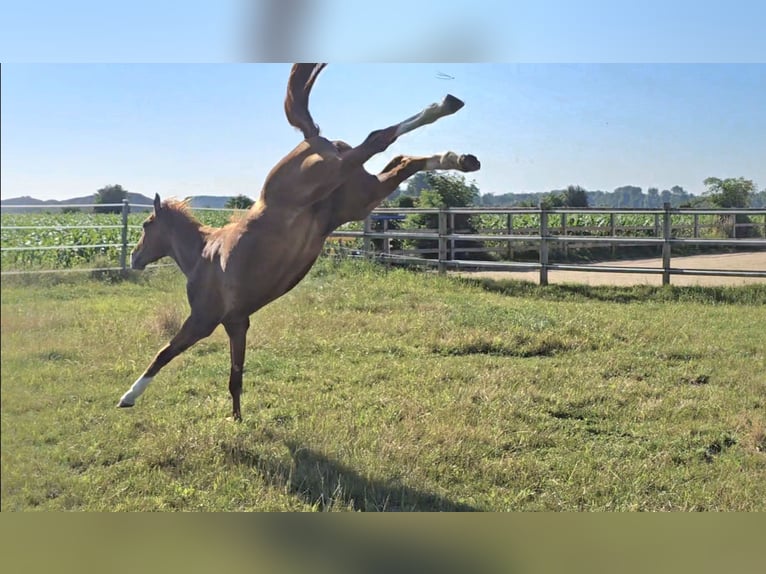 Hanoverian Mare 2 years 16,3 hh Chestnut-Red in Langenau