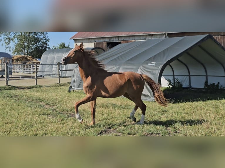 Hanoverian Mare 2 years 16,3 hh Chestnut-Red in Langenau