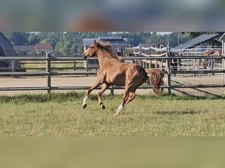 Hanoverian Mare 2 years 16,3 hh in Langenau