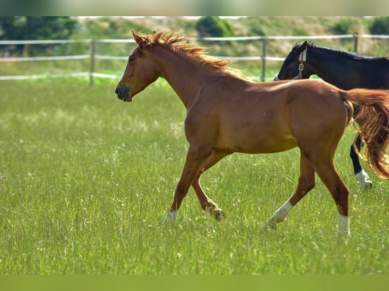 Hanoverian Mare 2 years 16,3 hh in Langenau