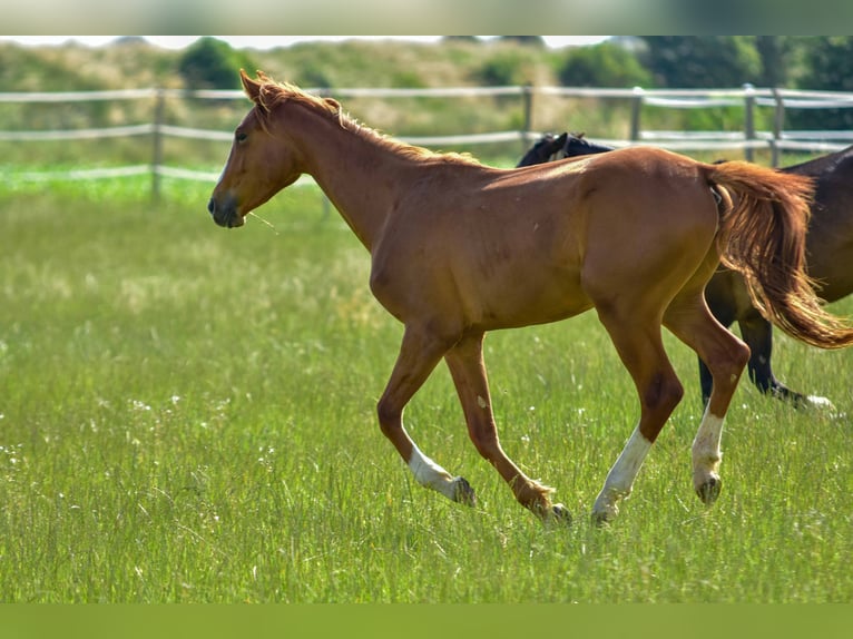 Hanoverian Mare 2 years 16,3 hh in Langenau