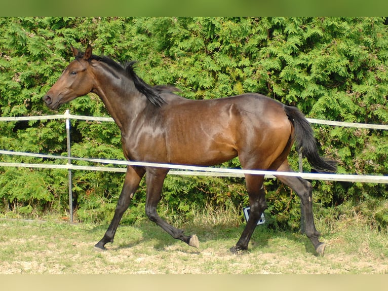 Hanoverian Mare 2 years 17 hh Bay-Dark in Hannover