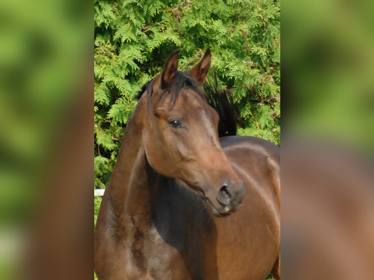 Hanoverian Mare 2 years 17 hh Bay-Dark in Hannover