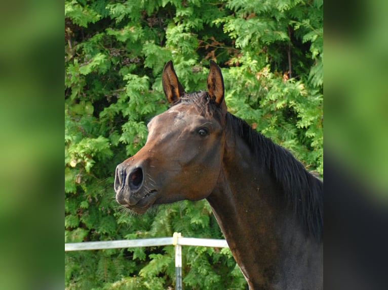 Hanoverian Mare 2 years 17 hh Bay-Dark in Hannover