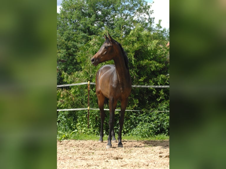 Hanoverian Mare 2 years 17 hh Bay-Dark in Hannover