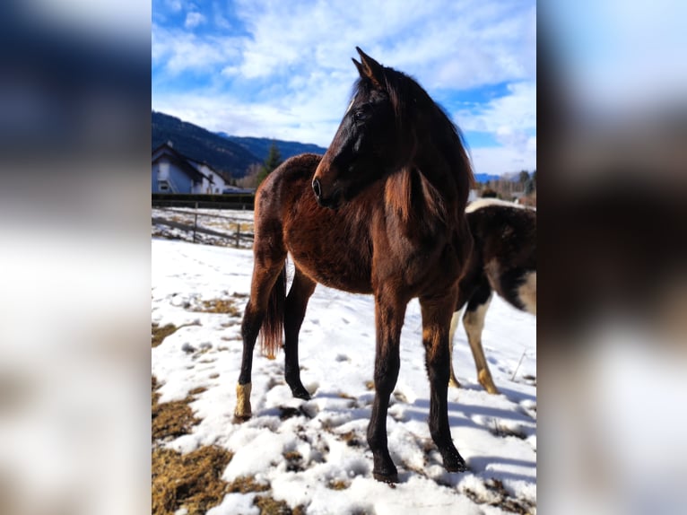 Hanoverian Mare 2 years Bay-Dark in Selzthal