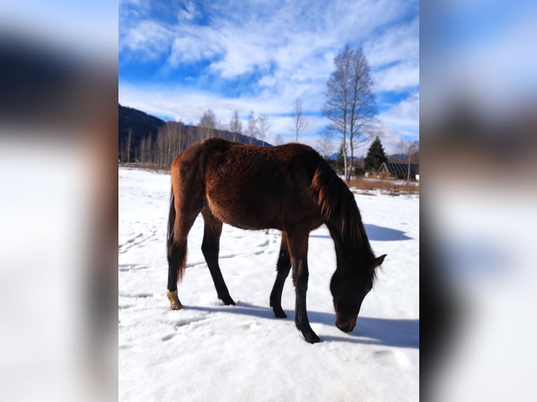 Hanoverian Mare 2 years Bay-Dark in Selzthal