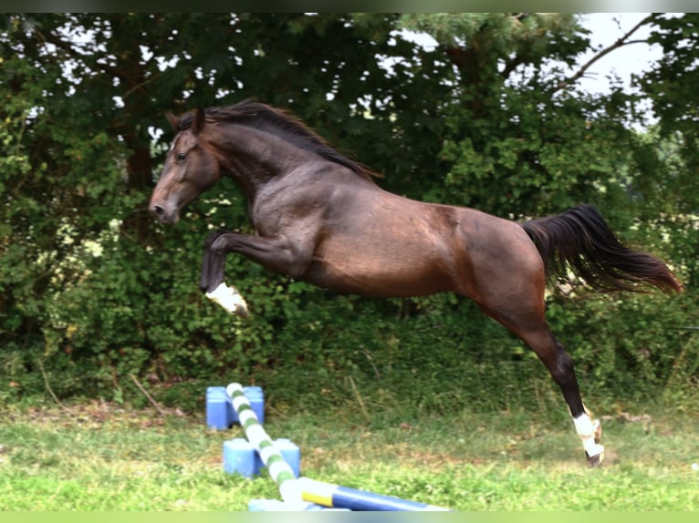 Hanoverian Mare 2 years Bay-Dark in Strausberg