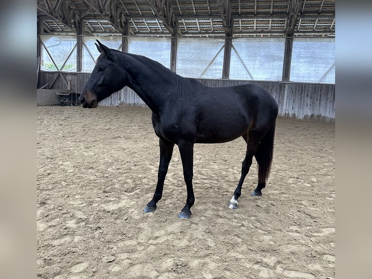 Hanoverian Mare 2 years Bay-Dark in Sopron